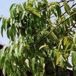 Chêne à feuilles de bambou / Quercus myrsinaefolia